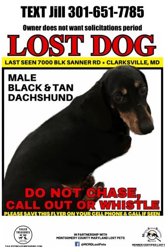 Lost Male Dog last seen Near block of Sanner Road, Clarksville, MD 21029