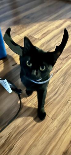 Lost Female Cat last seen Haywood Bailey rd, Person County, NC 27574