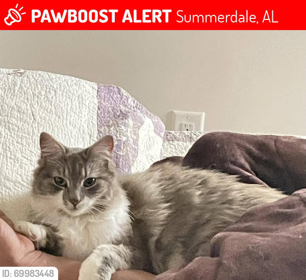Lost Female Cat last seen Near downtown Summerdale , Summerdale, AL 36580