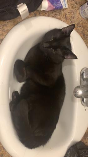 Lost Male Cat last seen Fall dr and lake shore dr , Wilmington, NC 28401