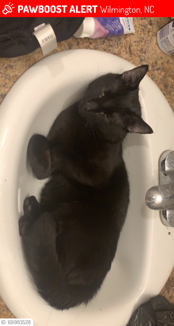 Lost Male Cat last seen Fall dr and lake shore dr , Wilmington, NC 28401