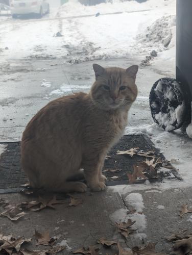 Lost Male Cat last seen nw 10th & Dawes, Lincoln, NE 68521