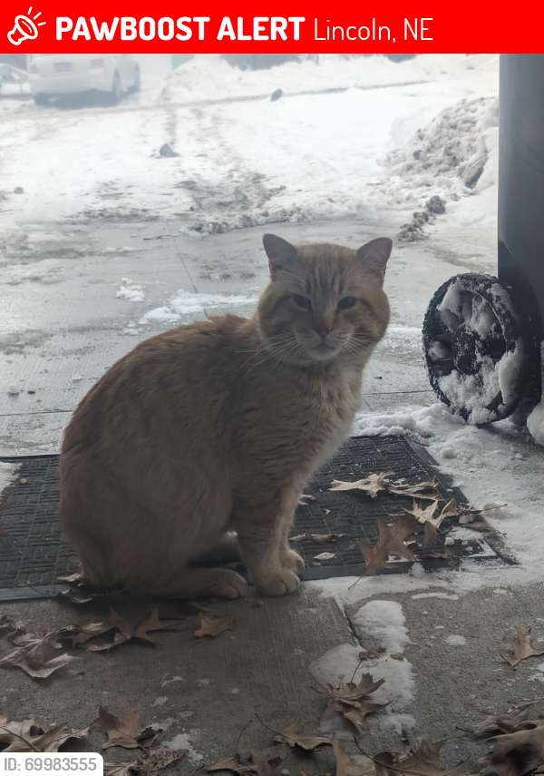 Lost Male Cat last seen nw 10th & Dawes, Lincoln, NE 68521