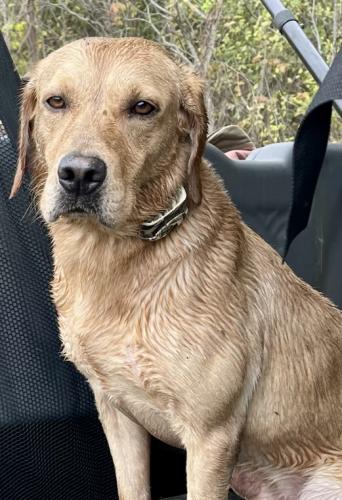 Lost Male Dog last seen Westwood Bend and FM 2497 , Lufkin, TX 75904