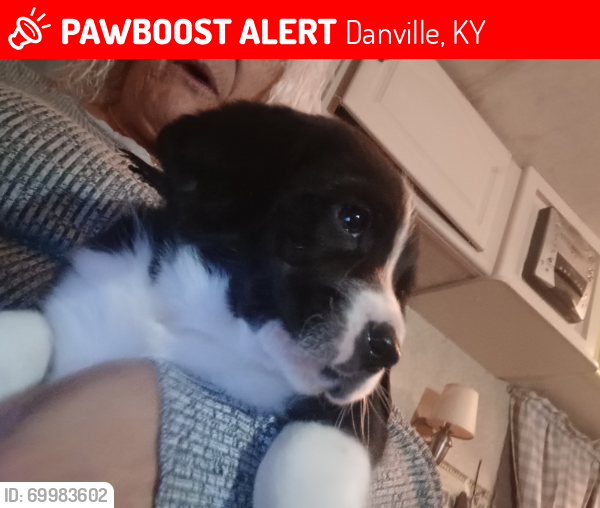 Lost Female Dog last seen Danville ky, Danville, KY 40422