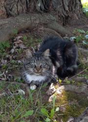 Lost Male Cat last seen In the town of Stanardsville along Spotswoodtrail, Stanardsville, VA 22973