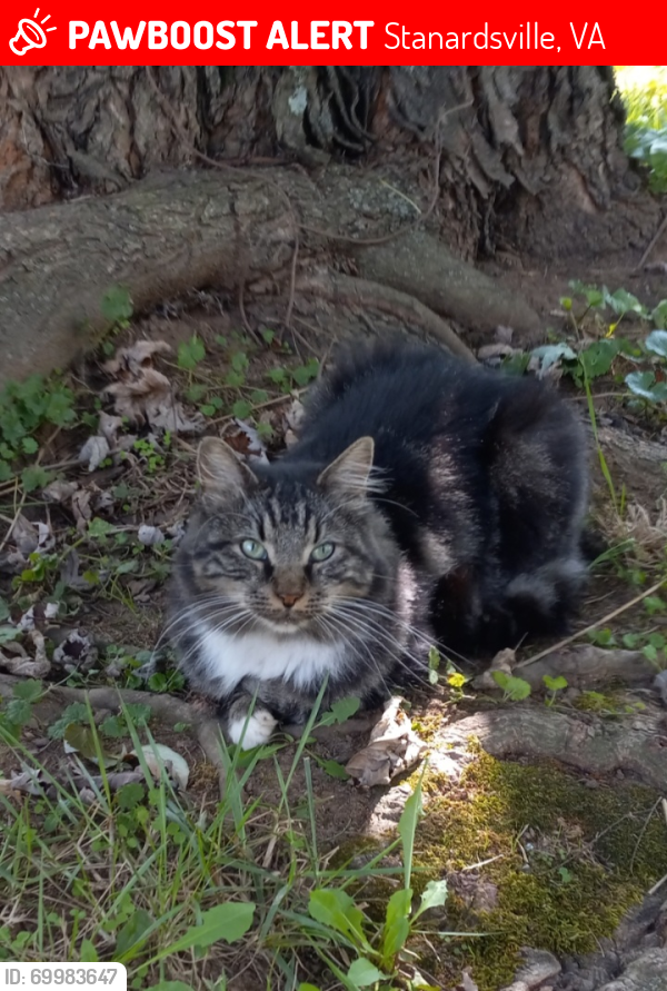 Lost Male Cat last seen In the town of Stanardsville along Spotswoodtrail, Stanardsville, VA 22973