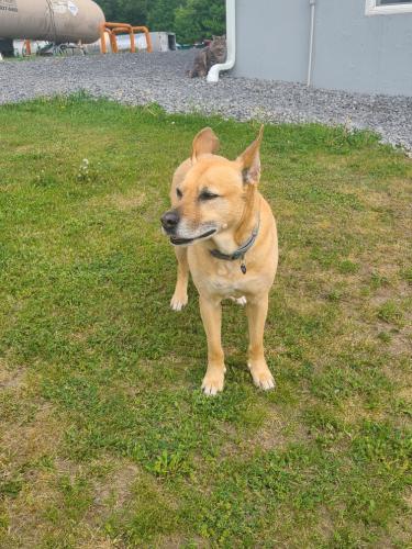 Lost Female Dog last seen Cemetery Rd, Lee Center, NY 13363