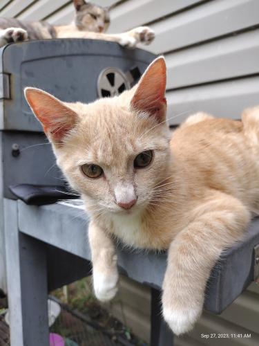 Lost Male Cat last seen 2nd plaza, Panama City, FL 32401