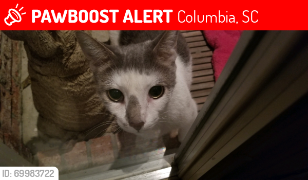 Lost Male Cat last seen Pinestraw...possibly Oakwood, Columbia, SC 29206
