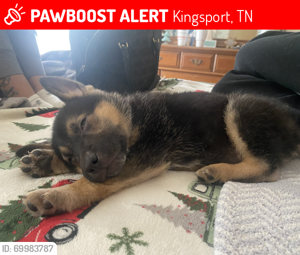 Lost Male Dog last seen Near waverly road, Kingsport, TN 37664