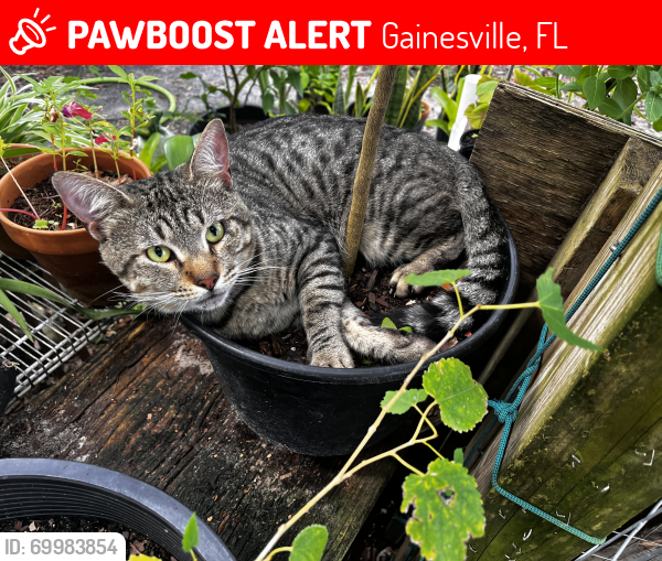 Lost Male Cat last seen Hickory forest , Gainesville, FL 32608