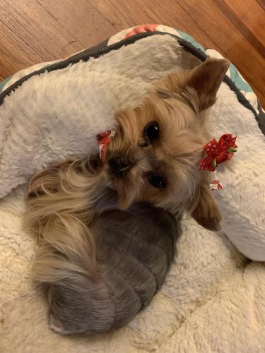 Lost Female Dog last seen Underhill and Puritan , Yonkers, NY 10710