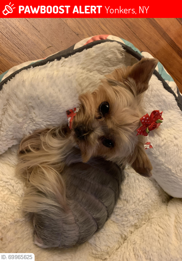 Lost Female Dog last seen Underhill and Puritan , Yonkers, NY 10710
