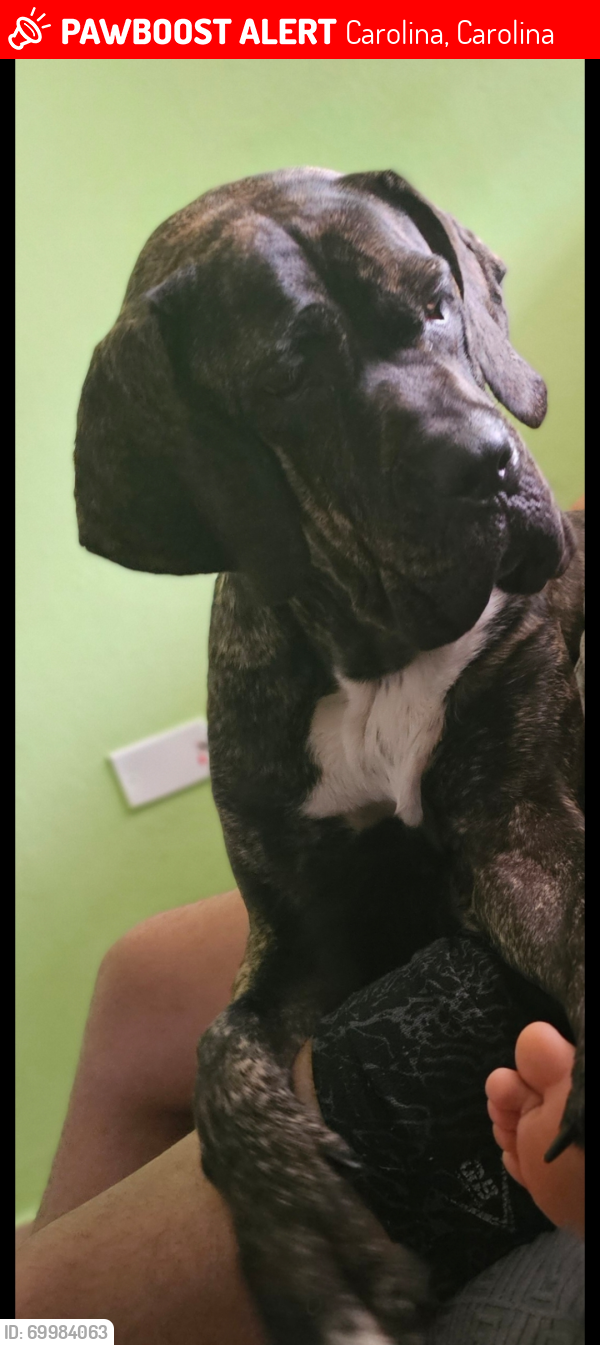 Lost Female Dog last seen Parque ecuestre , canovanillas , barrazas , carolina , Carolina, Carolina 00987