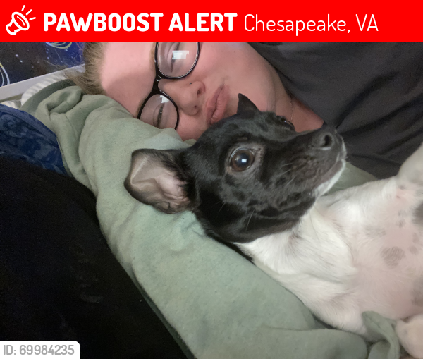 Lost Female Dog last seen Battlefield Blvd , Chesapeake, VA 23320