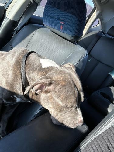 Lost Male Dog last seen Near Broadway ave, Bedford, OH 44146
