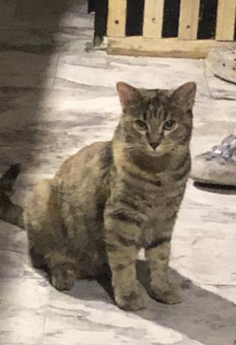 Lost Female Cat last seen Mirage RV Park Dani circle / Merrill Ave , Bullhead City, AZ 86442