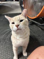 Lost Male Cat last seen Arbor Terrace, Weatherford, TX 76087