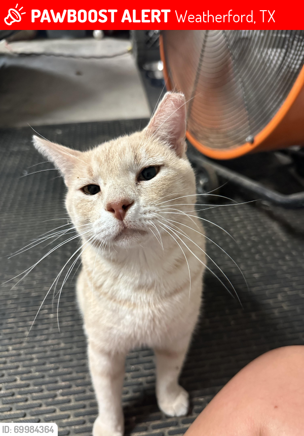 Lost Male Cat last seen Arbor Terrace, Weatherford, TX 76087