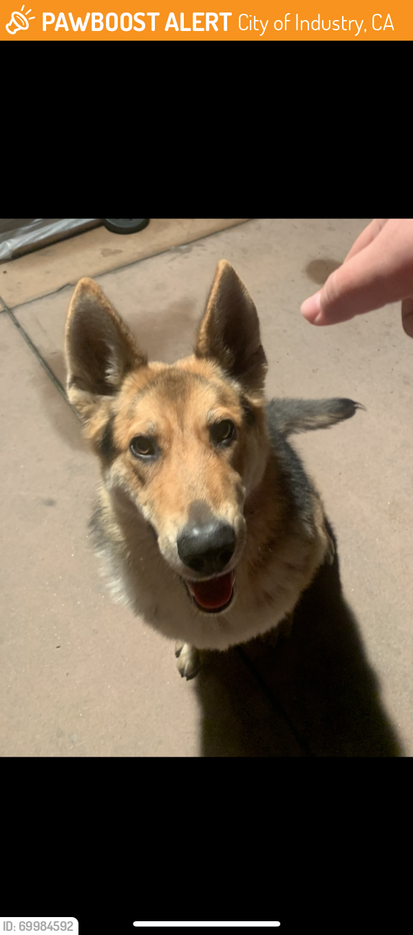 City Of Industry, Ca Stray Male Dog Found Near 3031red Hat Ln, City Of 