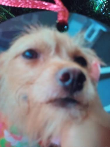 Lost Female Dog last seen Near central ave , Charleston, WV 25302