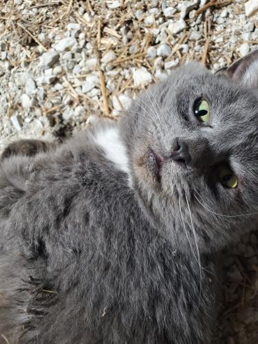 Lost Male Cat last seen Verona , Brookville, OH 45309