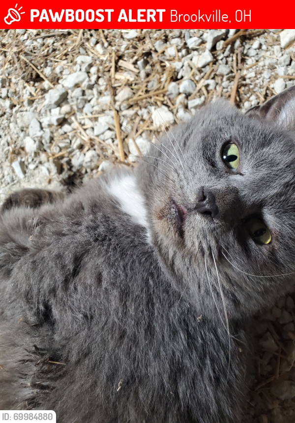 Lost Male Cat last seen Verona , Brookville, OH 45309
