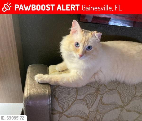 Lost Male Cat last seen 33rd Place & Clark Butler Blvd, Gainesville, FL 32608