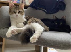 Reunited Female Cat last seen Arleta, Los Angeles, CA, USA, Los Angeles, CA 91331