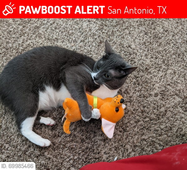 Lost Female Cat last seen Signature Ridge apmts , San Antonio, TX 78229