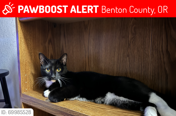 Lost Male Cat last seen NW Sulphur Springs Rd. Corvallis OR, Benton County, OR 97330
