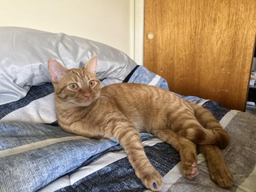 Lost Male Cat last seen N front st , Coplay pa 18037, Coplay, PA 18052
