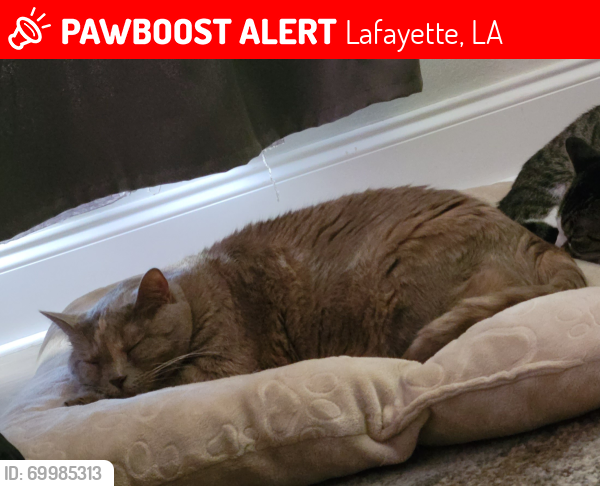 Lost Female Cat last seen Alice Drive & Stratford Dr, Lafayette, LA 70503