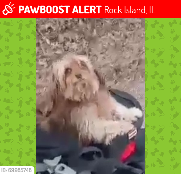 Lost Female Dog last seen 31st  Avenue  and 10th street, Rock Island, IL 61201