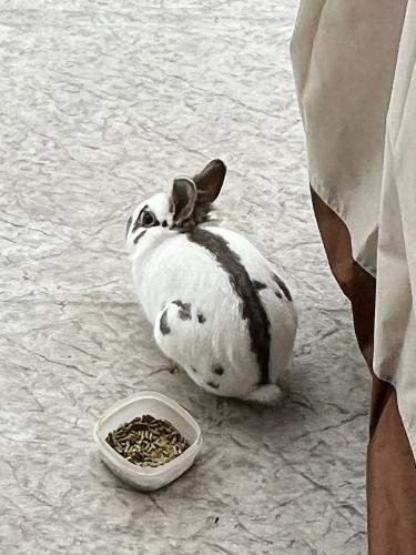 Lost Male Rabbit last seen 77ave 154Ast, Surrey, BC V3S 3P3