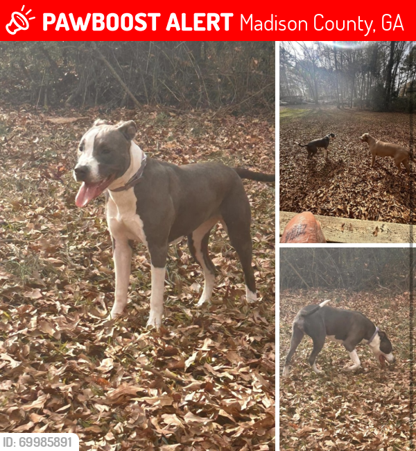 Lost Female Dog last seen Not sure, Madison County, GA 30633