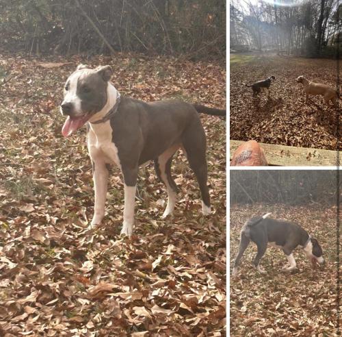 Lost Female Dog last seen Not sure, Madison County, GA 30633