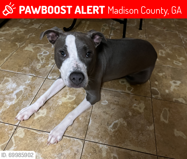 Lost Female Dog last seen Jot Em Down Road, Madison County, GA 30633