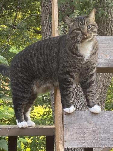 Lost Male Cat last seen 11th street and 6th avenue , Little Falls, MN 56345