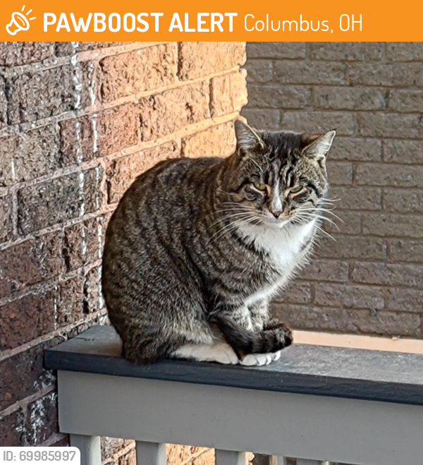 Found/Stray Unknown Cat last seen S 22nd St. and Livingston Ave., Columbus, OH 43206