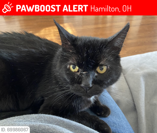 Lost Male Cat last seen Princeton and Elvin, Hamilton, OH 45011