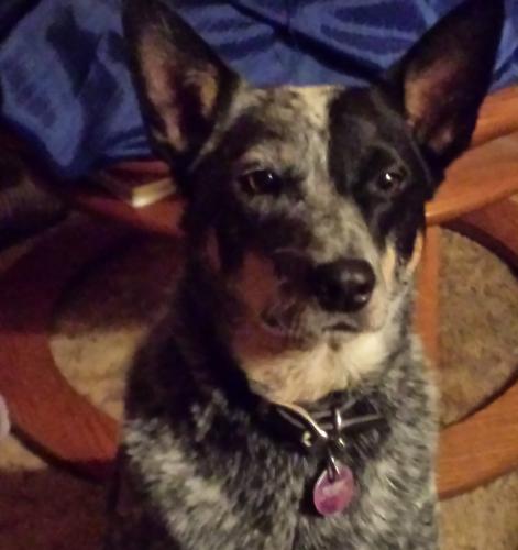 Lost Female Dog last seen 47th & N Oliver, Bel Aire Ks, Bel Aire, KS 67220