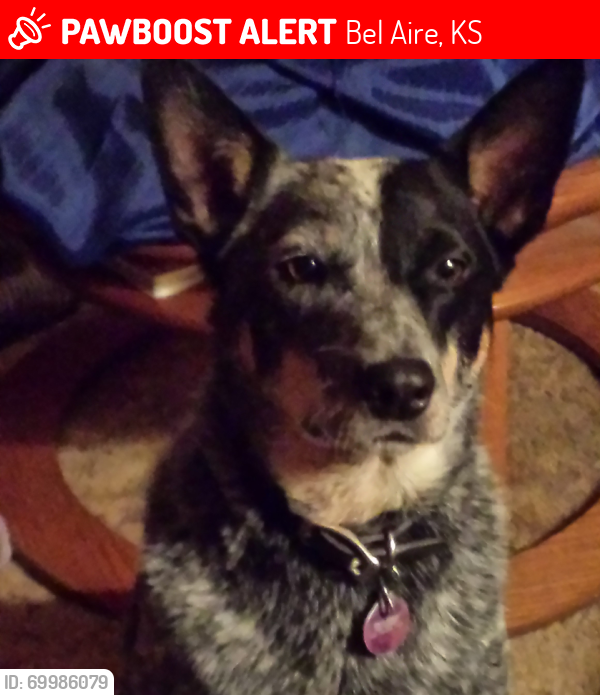 Lost Female Dog last seen 47th & N Oliver, Bel Aire Ks, Bel Aire, KS 67220