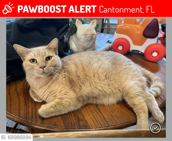 Lost Male Cat last seen Amanda lane / Sunday Road / Pine Forest Road , Cantonment, FL 32533