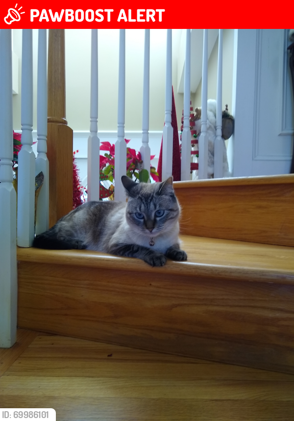 Lost Female Cat last seen Lakeview Dr. In the cape, New Hanover County, NC 28412