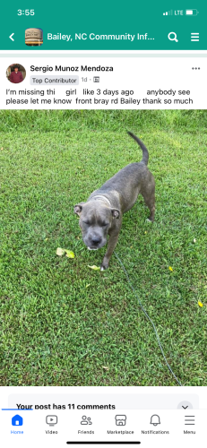 Lost Female Dog last seen Of bray rd bailey nc, Nash County, NC 27807