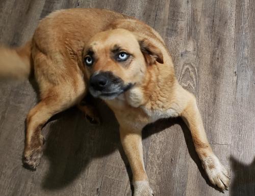 Lost Female Dog last seen Dollar General in Ambrose, Savoy, TX 75479
