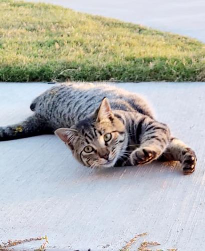Lost Male Cat last seen Old Italy rd, Waxahachie, TX 75165