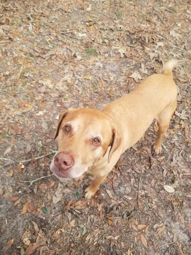 Lost Male Dog last seen 8 mile creek rd and stoddard rd, Pensacola, FL, Northwest Pensacola, FL 32526
